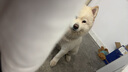 凯锐思 萨摩耶狗粮 幼犬成犬专用萨摩犬粮专用粮配方粮 【平价首选】4斤*10袋（共40斤） 实拍图