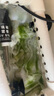 迪普尔 【定时款】鱼缸专用uv杀菌灯紫外线灭菌灯除藻灯鱼池消毒灯消毒 可定时杀菌灯5W【适用80CM以下鱼缸】 禁止直射眼睛或皮肤 实拍图