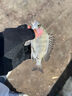 北溟鱼强悍二代矶竿滑漂竿路滑进口大导环远投手海两用超轻超硬矶钓竿 3.9m 3号 强悍二代单竿 实拍图