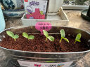 IAM City Farmer盆栽黄瓜DIY趣味儿童种植小盆栽可食用植物观察幼儿园绿植种子 实拍图