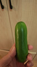 九千谷园艺扎丝造型固定铁丝包塑爬藤植物捆绑线0.55*15cm/约1000根7482 实拍图