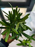绿有意绿植盆栽多肉花卉盆栽植物室内桌面水培绿植办公室客厅植物懒人 3盆自选】植物和盆颜色请备注 实拍图