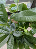 发财树盆栽大植物室内办公室桌面客厅小盆景招财树苗绿植花卉盆栽 三杆发财树 5-8cm【透明储水盆】 【送肥料】 实拍图