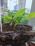 爱优尚佛手柑鲜果水培植物闻香观赏摆件香薰云南天然水养香橼源头直发 实拍图