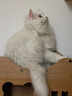 网易严选猫粮全价冻干双拼猫粮成猫幼猫猫粮宠物主粮天然无谷鲜肉猫粮 全价冻干 双拼猫粮1.8kg 实拍图