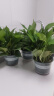双盟绿萝盆栽除甲醛花卉绿植办公室新房净化空气180加仑4盆装源头直发 实拍图