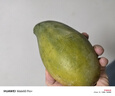 三亚芒果  海南芒果新鲜水果生鲜整箱当季大青皮芒 热带孕妇芒果 10斤装(净果8.5-9斤)单果250g+ 实拍图