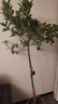 植男植女客厅大型香水柠檬树带花果真绿植四季植物室内盆栽可食用源头直发 实拍图