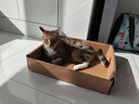 网易严选宠物主粮幼猫成猫全价猫粮 深海鱼虾口味1.8kg*4袋 实拍图
