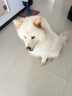 皇家狗粮 幼犬狗粮 犬粮 通用犬型 A3 通用粮 2-12月 8KG 实拍图