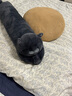 野兽派家居（tbh）懒蓝猫长条抱枕靠垫卧室夹腿办公室抱枕沙发可爱腰枕车载抱枕 实拍图