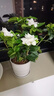 带花苞浓香型栀子花室内绿植盆栽四季开花桌面花卉净化空气好养活 大盆栀子花+螺纹盆+带花苞+肥料 实拍图