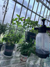 奥美优喷壶气压式高压喷水壶消毒植物浇花洒水壶洗车家用清洁喷雾器长杆 实拍图