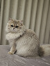 KONOKO去泪痕湿巾宠物猫咪狗狗泪痕湿纸巾比熊泰迪擦眼睛湿巾纸眼部清洁 实拍图