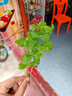 八芽小叶栀子花盆栽开花植物室内桌面茶几好养花卉绿植办公室净化空气 小叶栀子花-陶瓷竖纹盆 带盆栽好 实拍图