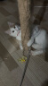 海洋之星冰川三文鱼烘焙猫粮 幼猫成猫粮美毛 布偶蓝猫全价鲜肉粮1.5kg 实拍图