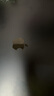 Apple/苹果【国家补贴】AI笔记本/2025款MacBook Air13英寸M4 (10+8核) 16G 256G午夜色电脑MW123CH/A 实拍图