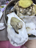 正宗乳山生蚝 送开蚝3件套5斤装特大超大海蛎子刺身 即食贝类 5斤7XL【每个约350-4000g】生吃巨无霸 晒单实拍图