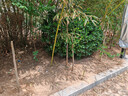 CHUANGSHIJI香椿树苖绿油香椿苗盆栽地栽南方北方种植食用香椿树苗红油香椿苗 5年苗【当年采摘多备注品种】 80cm(含)-89cm(含) 实拍图