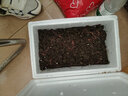 梦达 蚯蚓活饵鲜活红虫垂钓鱼饵料鲫鱼鲤鱼野钓黑坑鱼料打窝料鱼食通杀 【活体蚯蚓】一斤蚯蚓(大号)+送营养土+送蚯蚓盒 实拍图