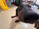 Orijen渴望狗粮 六种鱼 幼犬成犬全价鱼肉美毛进口犬粮11.4kg效期26/3 实拍图