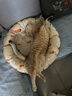 麦德氏IN-KAT0乳糖羊奶粉20g成幼猫羊奶粉速溶不凝块 实拍图