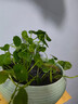 仟尚艺创意水养专用容器大号无孔碗莲荷花水培铜钱草水仙绿萝花盆陶瓷盆 螺纹水培花盆-青瓷 【实物为准】 实拍图