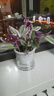 油画婚礼吊兰垂吊植物花卉植物室内花盆栽多肉水培绿植阳台紫露兰 油画吊兰(5-8颗）+早安吸水盆+肥 含盆 实拍图