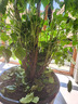叹为观止大型植物发财树各种大颗盆栽开业乔迁客厅办公室内好养大型花卉 三层幸福树【1.5-1.7米】 不含盆 实拍图