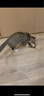 贵为（GiGwi）炫律发声猫玩具小猫幼猫自嗨解闷逗磨牙耐咬猫咪玩具逗猫棒红鹦鹉 实拍图