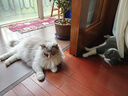 美士（Nutro）进口猫粮成猫高蛋白宠物猫干粮三文鱼14磅/6.35kg 实拍图