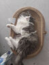珍宠星球猫抓板窝剑麻猫抓板麻布猫抓盆不掉屑猫窝宠物猫玩具猫爪板 实拍图