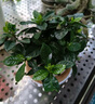 绿有意 绿植花卉办公室客厅桌面盆栽摆件简约创意网红北欧绿植ins云朵盆 栀子花+甜甜圈PET树脂盆+托盘+肥料 北欧风格网红绿植 实拍图