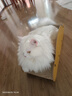憨憨乐园猫抓板猫窝一体耐磨不屑猫爪窝立式双层瓦楞纸猫窝四季通用窝沙发 实拍图