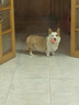 麦富迪狗粮 乖宝乐狗粮成犬通用均衡营养（牛肉蛋黄）10kg/20斤 实拍图