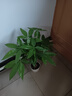 叹为观止大型独杆发财树庆典乔迁盆景绿植办公室盆栽客厅大型植物 辫子发财树0.5-0.6米 含盆 实拍图