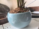 开时果 金枝玉叶盆栽棒棒糖老桩 多肉植物盆景水培办公室桌面花卉小绿植 【丛生款】哥窑浅蓝盆+苔藓+底托 实拍图