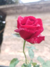 Care1st嘉卫士 婴儿疝气贴 脐疝贴 婴儿凸肚脐专用 压疝气肚脐贴10贴 实拍图