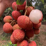 驰振广东桂味荔枝新鲜增城荔枝清甜多汁当季孕妇水果节日礼盒装 新鲜荔枝礼盒装 5斤净重4.5斤 【恒温箱+冰】 实拍图
