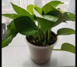 双盟 绿萝盆栽除甲醛花卉绿植办公室新房净化空气110款10盆装源头直发 实拍图