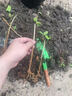 茉莉花苗盆栽带花苞九里香老桩花卉植物室内浓香四季开花好养 中份茉莉花【3-5颗】花苞一般 实拍图