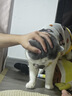 汪爸爸鲜肉无谷犬粮小型犬中大型犬幼犬成犬全犬种双拼冻干通用型狗粮 鲜肉全价狗粮8kg【囤货装】 实拍图