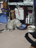 网易严选 宠爱相伴全价猫粮 居家宠物主粮幼猫成猫全价粮猫咪食品 1.8kg 实拍图