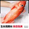 卖鱼七郎冰岛红石斑鱼净重4.8-5.1斤共3条海捕非养殖大眼鱼富贵鱼源头直发 实拍图