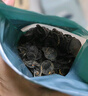 福东海 便秘果肉250克/袋 大解果植腊物肠果畅通果剥壳果肉 养生茶 实拍图