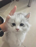 芸灵硫酸新霉素滴眼液宠物猫鼻支眼药水狗狗泪痕结角膜炎流泪抗菌消炎 实拍图