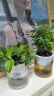 樱霞【顺丰上门】花卉植物室内桌面净化空气水培小绿植好养活驱蚊盆栽 【浓香组合】九里香+栀子花 带盆 实拍图