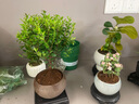 开时果 小叶赤楠盆景摆件 办公室桌面绿植花卉好养盆栽植物源头直发包邮 舍得紫砂盆+苔藓+底座 实拍图