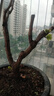 欧悟 特大巨峰葡萄树苗 无籽葡萄苗庭院阳台盆栽地栽果树苗南北方种植 红宝石【8年苗-结果多】 实拍图