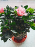 种花迷比利时花盆栽四季开花杜鹃花盆景花卉杜鹃花苗室内客厅阳台绿色植 巴黎粉 三年苗(带花苞) 实拍图